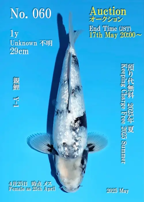 Shiro Utsuri Omosako Tosai with Azukari NN0141